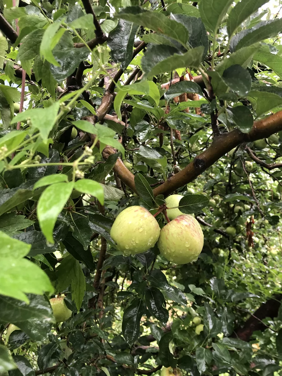 Photo of Lagom Stay, Manali, Himachal Pradesh, India by ThoseGypsyGirls- Asmi & Smiti