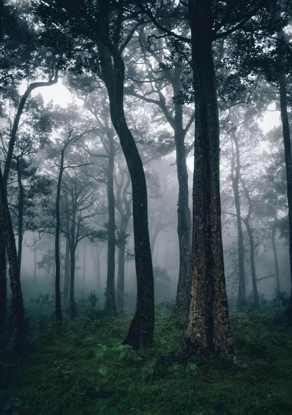 Photo of Manjolai Estate By Vasanth Prabhu