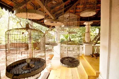 Photo of BirdSong, Moira, Goa, India by Monalisa Borkakoty