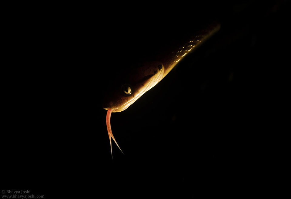 Photo of Herping Trail- AMBOLI 2/8 by Shreya Dave