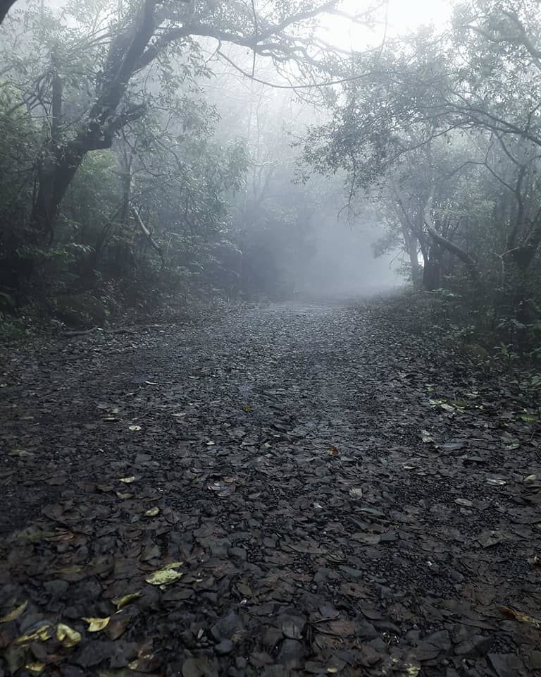 Photo of Herping Trail- AMBOLI 5/8 by Shreya Dave