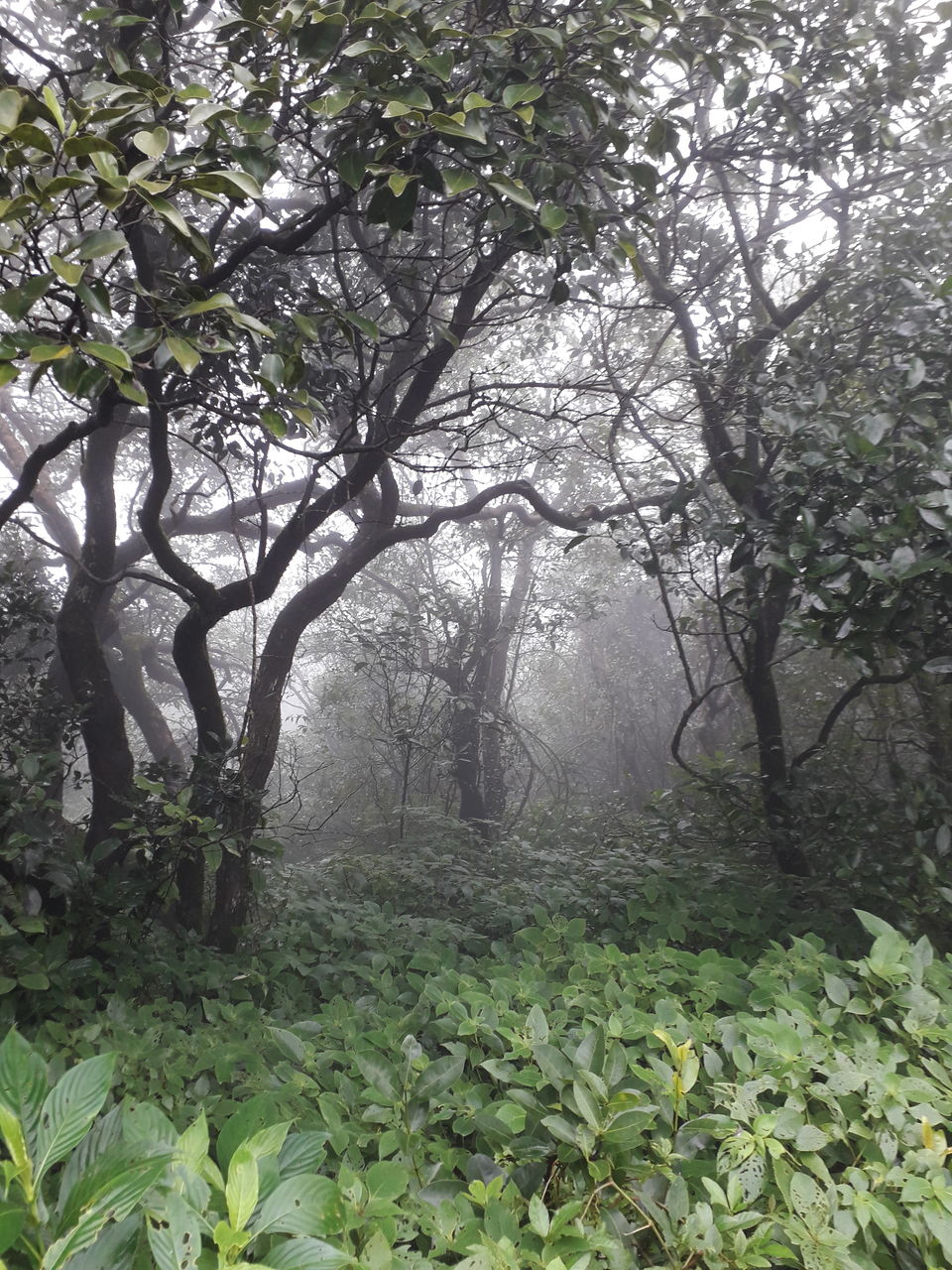 Photo of Herping Trail- AMBOLI 7/8 by Shreya Dave