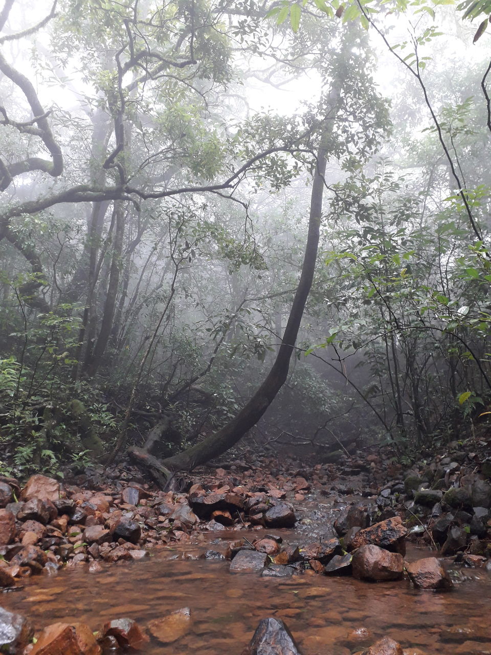Photo of Herping Trail- AMBOLI 6/8 by Shreya Dave