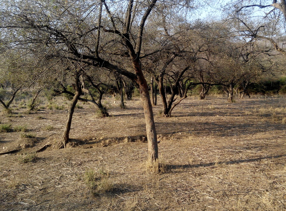 Photo of Delhi--Sariska--Bhangarh Bike Trip 9/19 by Rajesh Sharma