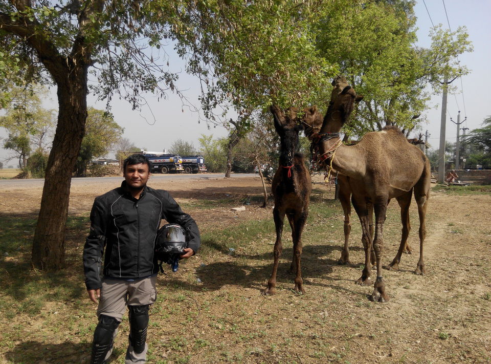 Photo of A day drive to Keoladeo National Park 3/18 by Rajesh Sharma