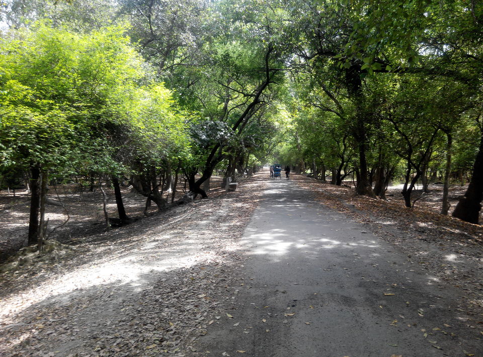Photo of A day drive to Keoladeo National Park 7/18 by Rajesh Sharma