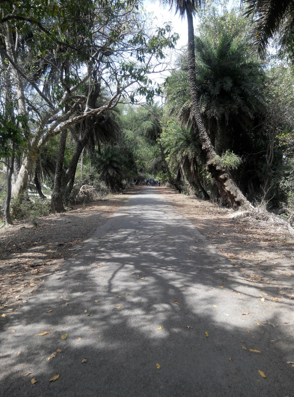 Photo of A day drive to Keoladeo National Park 8/18 by Rajesh Sharma