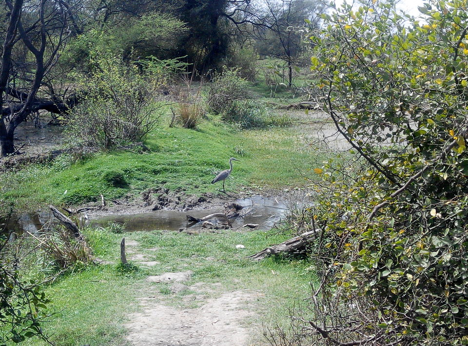 Photo of A day drive to Keoladeo National Park 9/18 by Rajesh Sharma