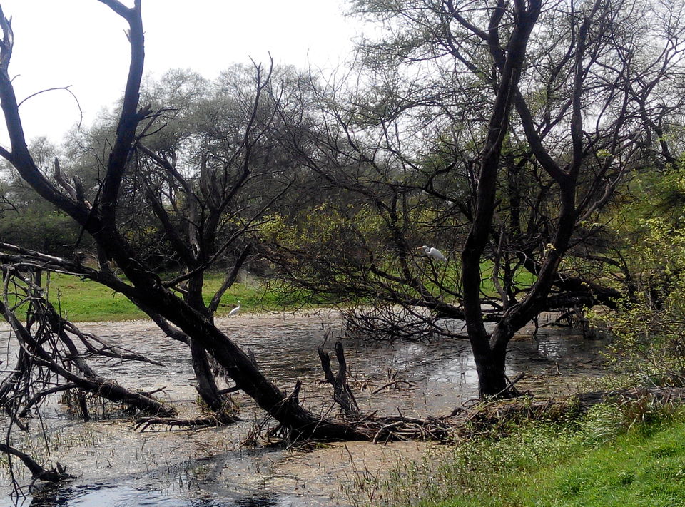 Photo of A day drive to Keoladeo National Park 10/18 by Rajesh Sharma