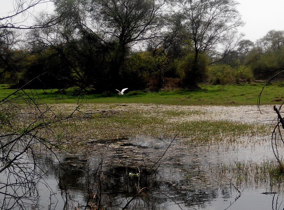 Photo of A day drive to Keoladeo National Park 11/18 by Rajesh Sharma