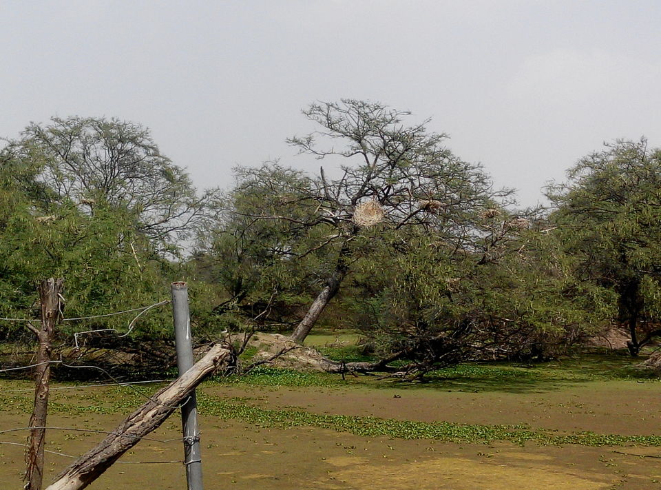Photo of A day drive to Keoladeo National Park 12/18 by Rajesh Sharma
