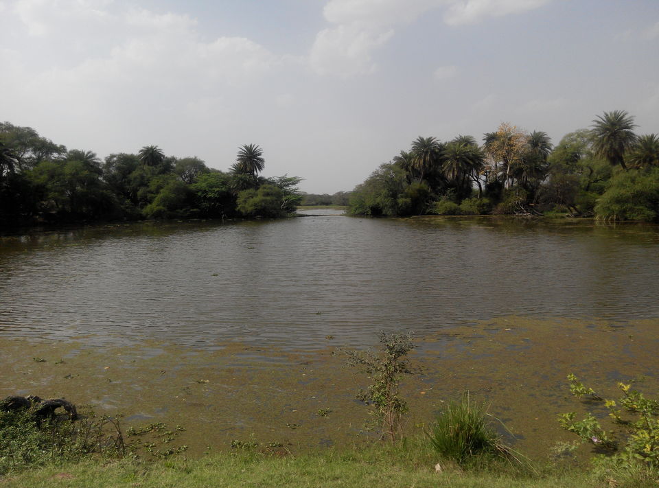 Photo of A day drive to Keoladeo National Park 13/18 by Rajesh Sharma