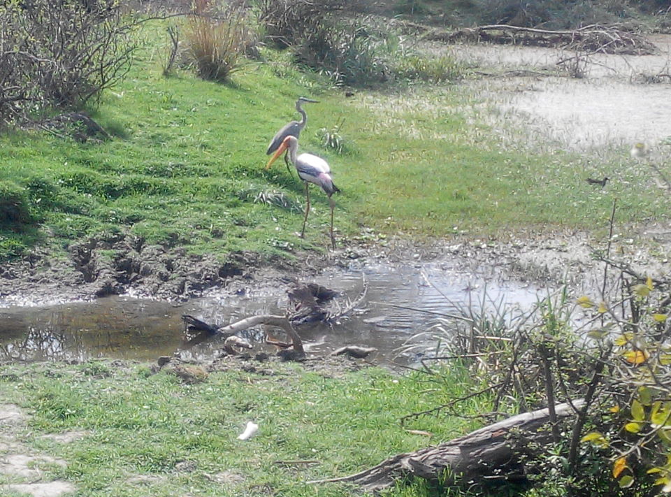 Photo of A day drive to Keoladeo National Park 14/18 by Rajesh Sharma