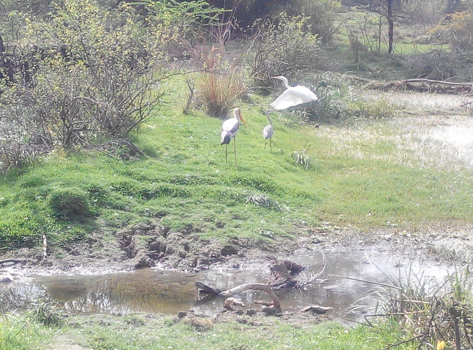 Photo of A day drive to Keoladeo National Park 15/18 by Rajesh Sharma