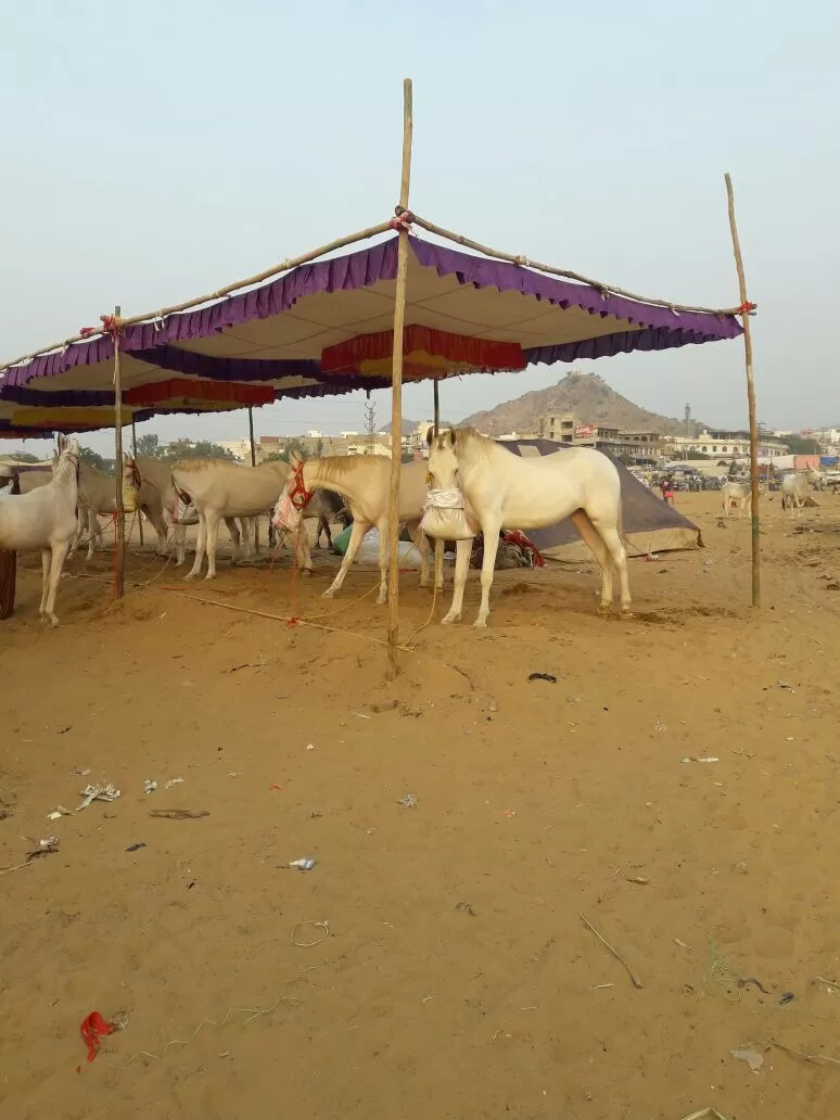 Photo of Mela Ground, Pushkar, Rajasthan, India by Rajesh Sharma