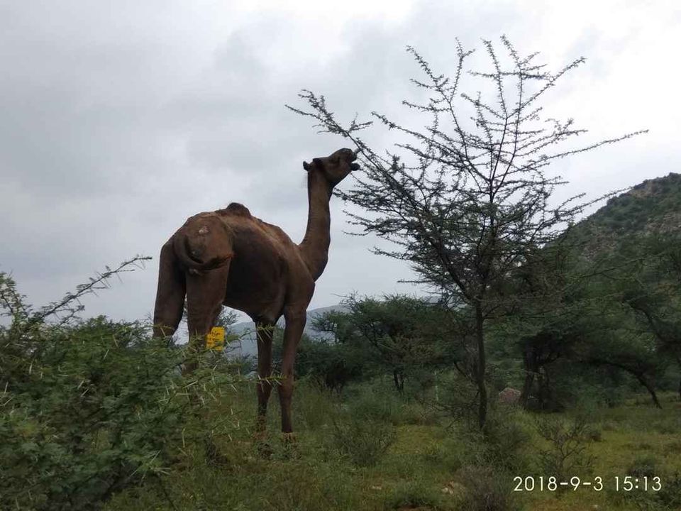 Photo of Rajasthan by Our Travelogue