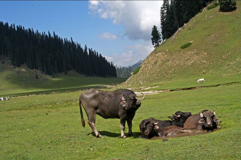 Photo of # (8)AMAZING PLACES TO VISIT IN JAMMU AND KASHMIR AND HOW TO REACH by ππ¦π±π¦π« ππ²πͺππ― ππ―ππ§ππππ±π¦