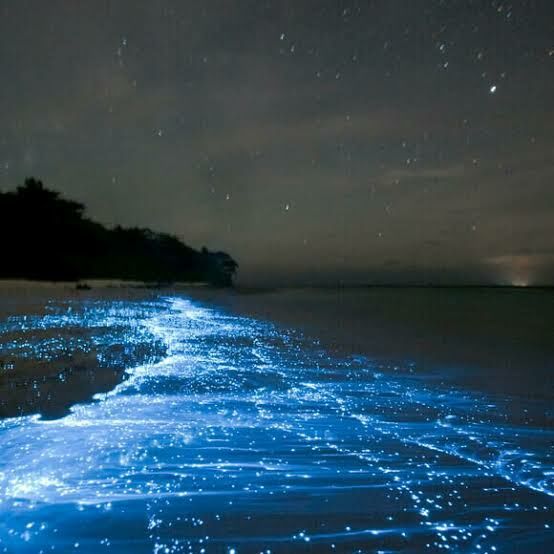 Photo of Vaadhoo Island,Maldives..Activities on Vaadhoo Island..The Glowing Beach Phenomenon..How To Reach by ππ¦π±π¦π« ππ²πͺππ― ππ―ππ§ππππ±π¦