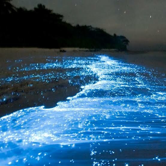 Photo of Vaadhoo Island,Maldives..Activities on Vaadhoo Island..The Glowing Beach Phenomenon..How To Reach by ππ¦π±π¦π« ππ²πͺππ― ππ―ππ§ππππ±π¦