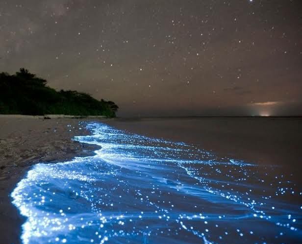 Photo of Vaadhoo Island,Maldives..Activities on Vaadhoo Island..The Glowing Beach Phenomenon..How To Reach by ππ¦π±π¦π« ππ²πͺππ― ππ―ππ§ππππ±π¦