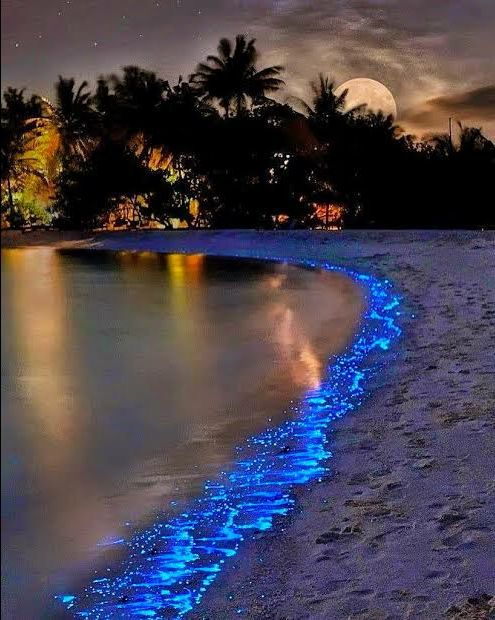 Photo of Vaadhoo Island,Maldives..Activities on Vaadhoo Island..The Glowing Beach Phenomenon..How To Reach by ππ¦π±π¦π« ππ²πͺππ― ππ―ππ§ππππ±π¦