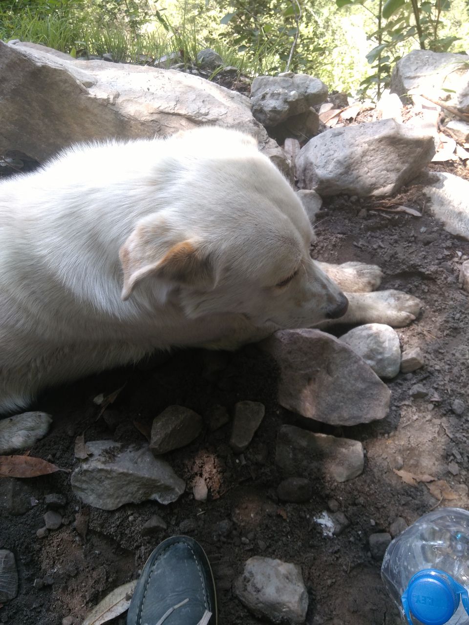 Photo of Rasol, Himachal Pradesh, India by Lakshay Kumar