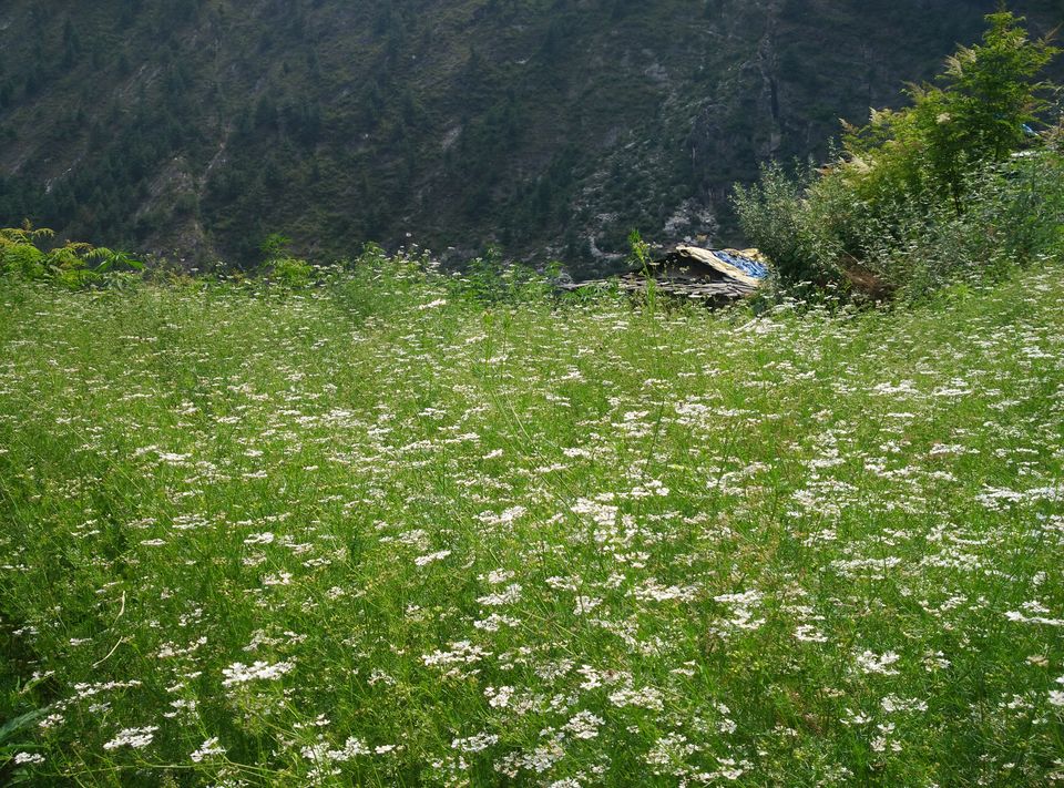 Photo of Rasol, Himachal Pradesh, India by Lakshay Kumar