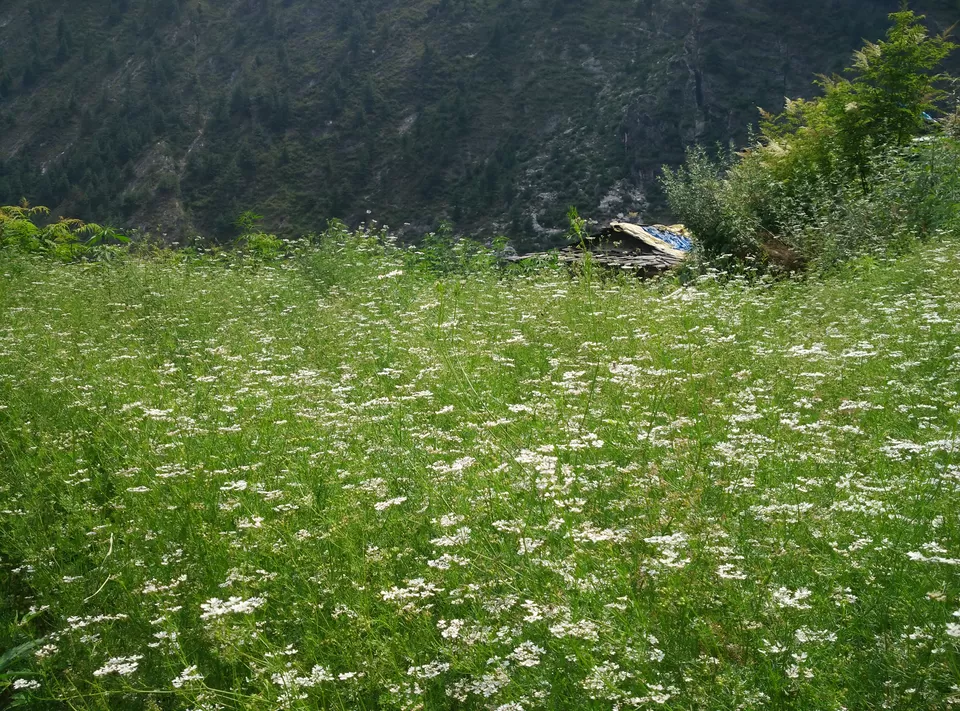 Photo of Rasol, Himachal Pradesh, India by Lakshay Kumar
