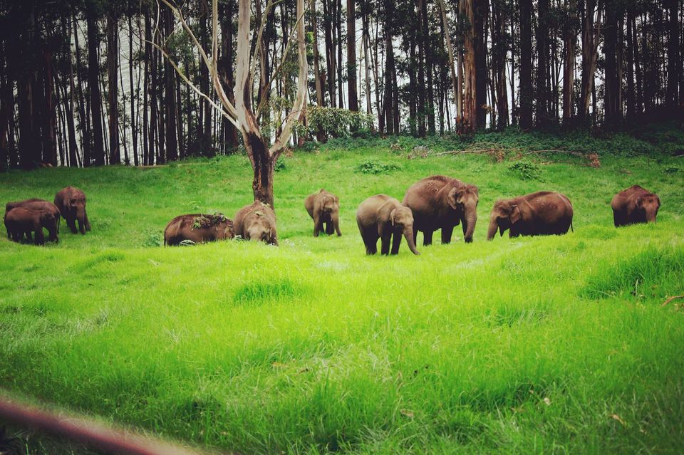 Photo of Kerala - All about nature by Priyanka Namdeo