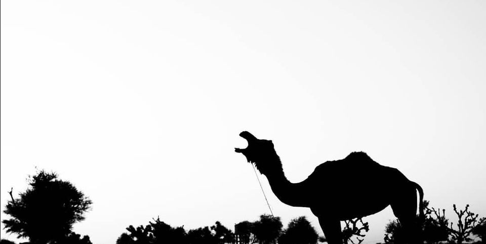 Photo of Real Rajasthan by DARSHIL TAILOR