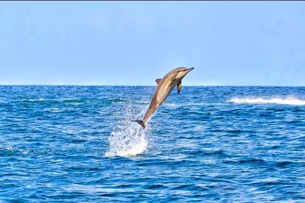Photo of Amazing Trip by Ali Baba