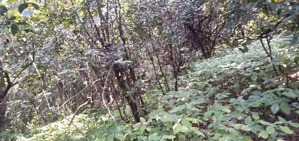 Photo of Chandoli forest trip by Devendra Khot