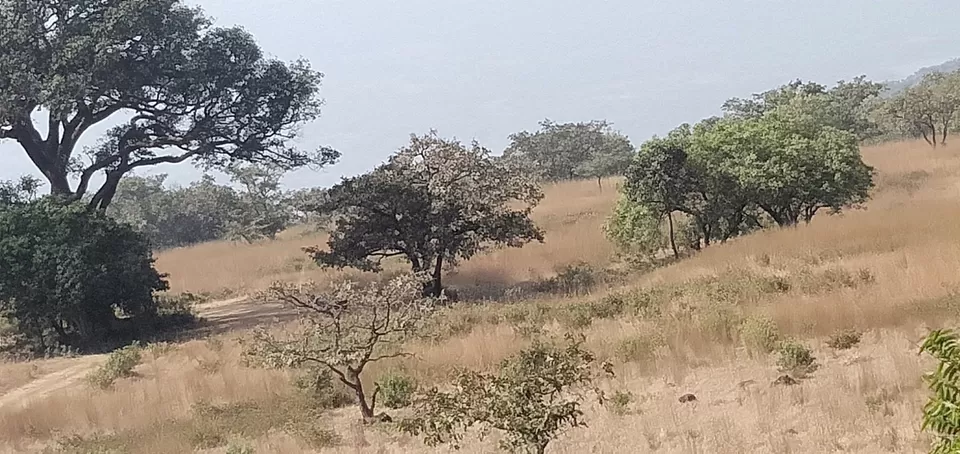 Photo of Chandoli forest trip by Devendra Khot
