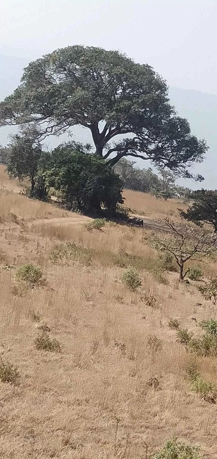 Photo of Chandoli forest trip by Devendra Khot