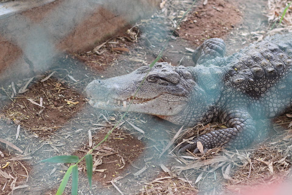 Photo of Guindy National Park, Chennai by Misha