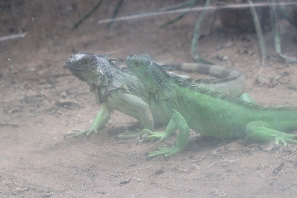 Photo of Guindy National Park, Guindy, Chennai, Tamil Nadu, India by Misha
