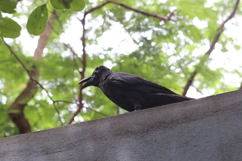 Photo of Guindy National Park, Guindy, Chennai, Tamil Nadu, India by Misha