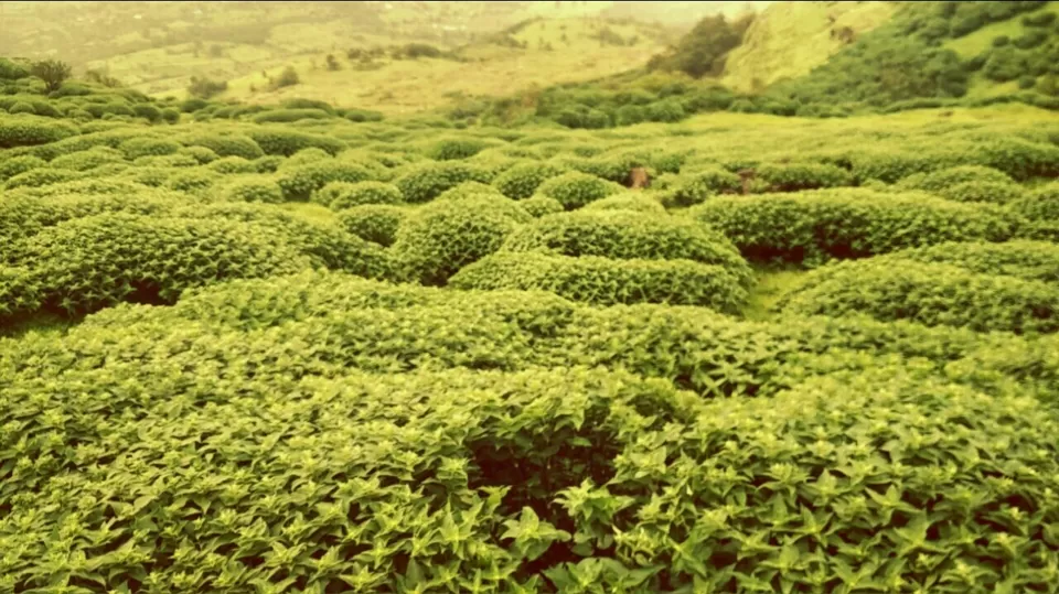 Photo of Lonavala to Bhimashankar - The life empowering trek! by Sangeeta Kumari