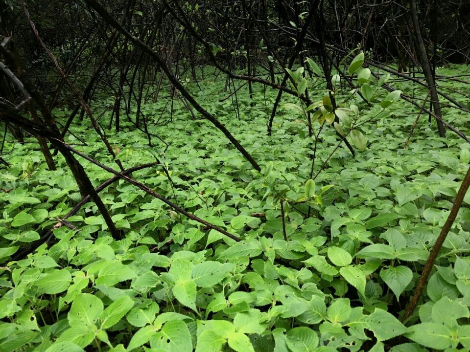 Photo of Lonavala to Bhimashankar - The life empowering trek! by Sangeeta Kumari