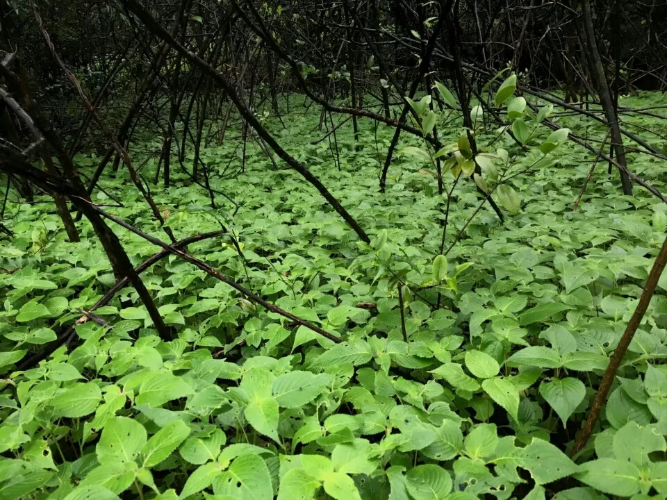 Photo of Lonavala to Bhimashankar - The life empowering trek! by Sangeeta Kumari