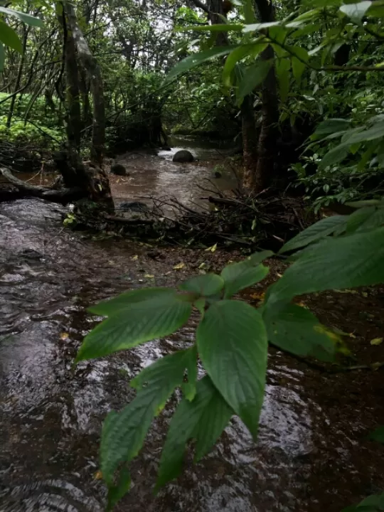 Photo of Lonavala to Bhimashankar - The life empowering trek! by Sangeeta Kumari