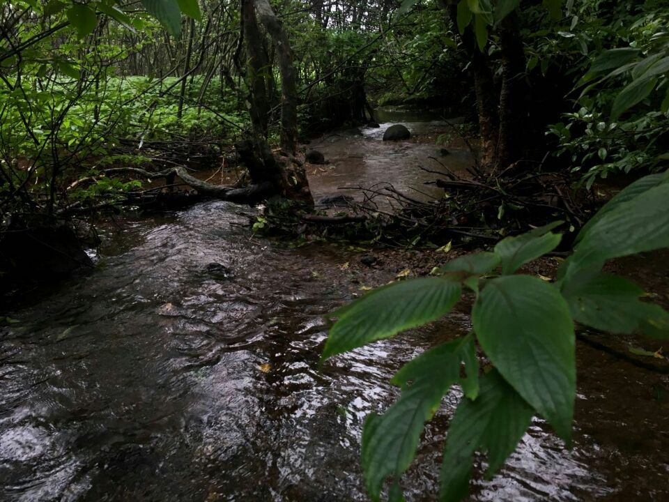 Photo of Lonavala to Bhimashankar - The life empowering trek! by Sangeeta Kumari