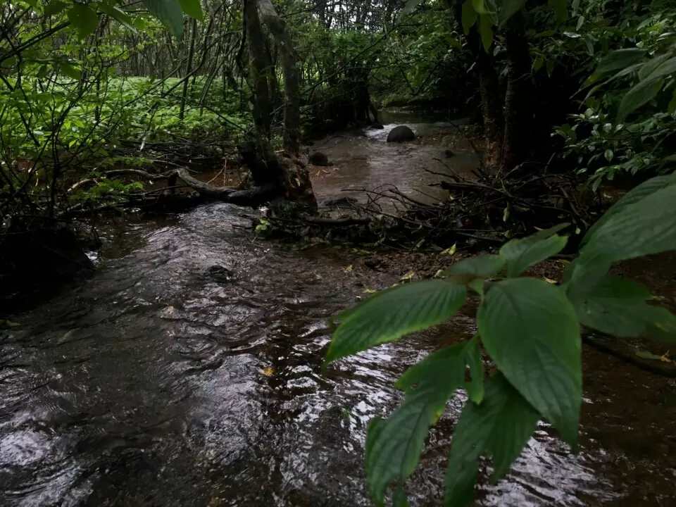 Photo of Lonavala to Bhimashankar - The life empowering trek! by Sangeeta Kumari