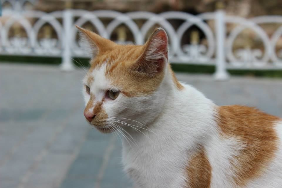 Photo of İstanbul, Turkey, by Trisha Mahajan