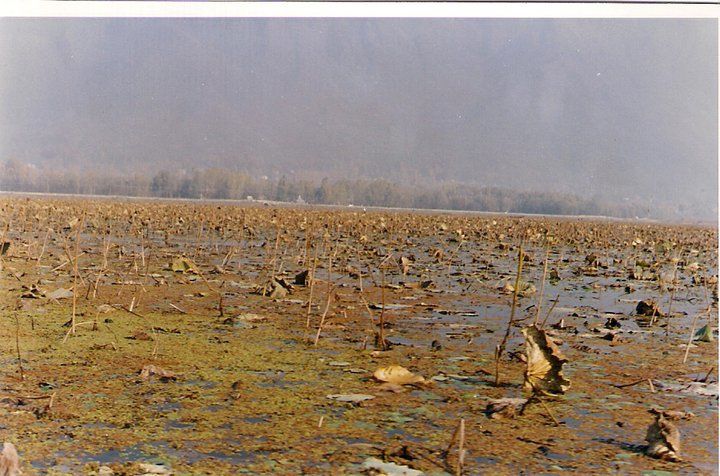 Photo of In and around Srinagar - heaven on Earth 3/21 by Trisha Mahajan