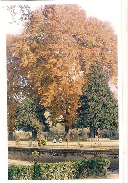 Photo of In and around Srinagar - heaven on Earth 17/21 by Trisha Mahajan