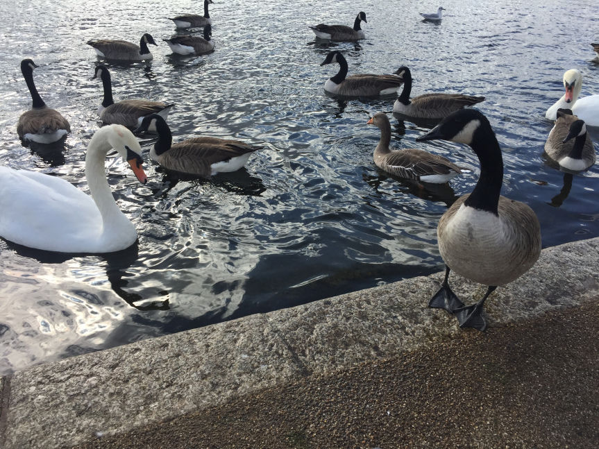 Photo of London, All that Life can afford by Neha Chauhan