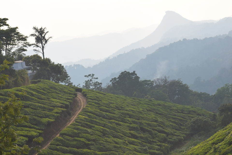 Photo of Munnar, Kerala, India by Neha Chauhan