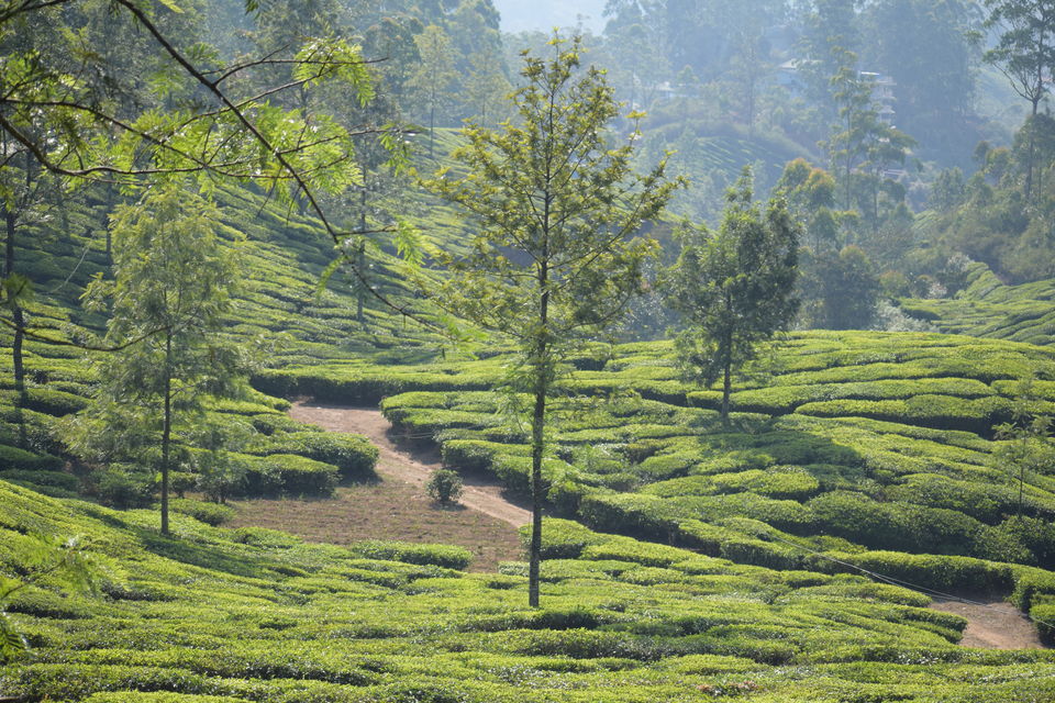 Photo of Munnar, Kerala, India by Neha Chauhan