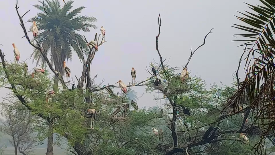 Photo of Bharatpur Bird Sanctuary by Hemalee
